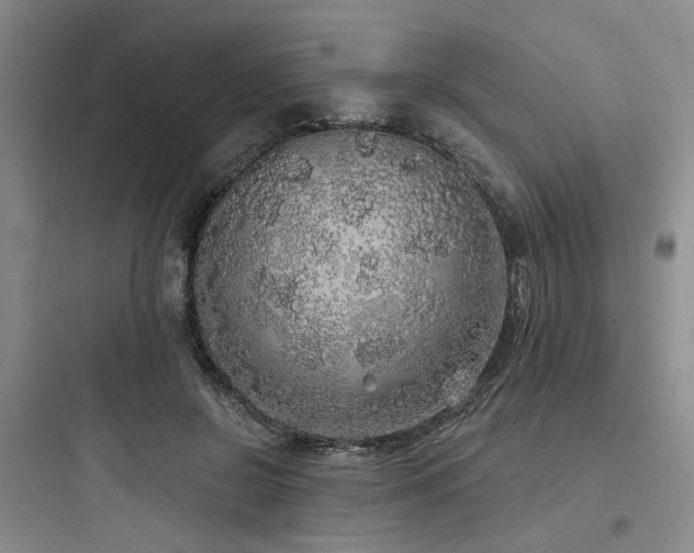 X0000097990550200803241344