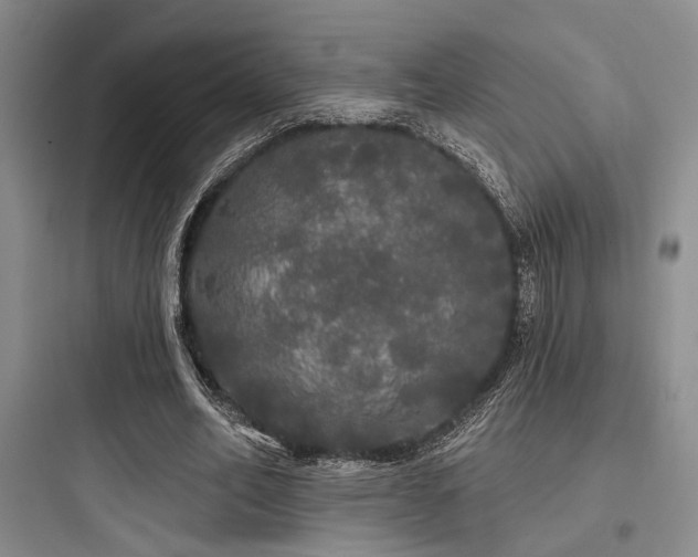 X0000097990582200803241343