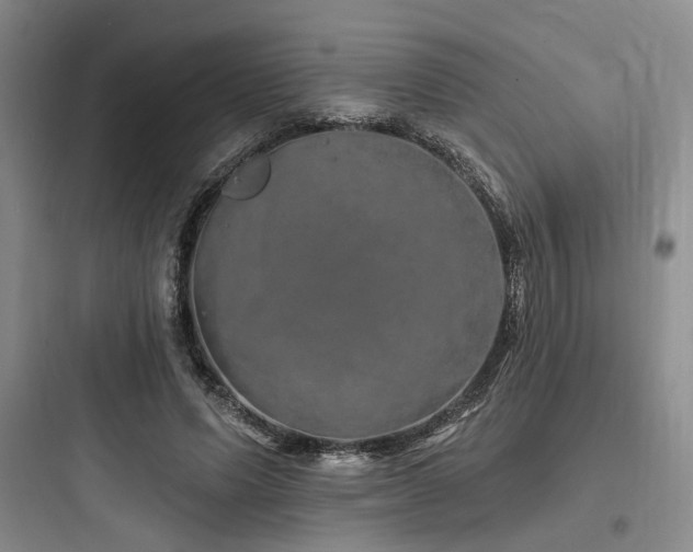 X0000097990591200803241343