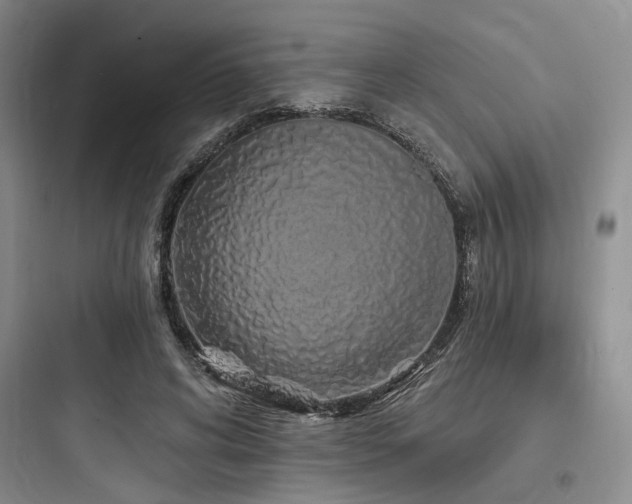 X0000097990592200803241343