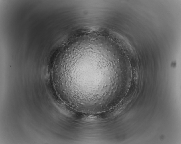 X0000097990607200803241343