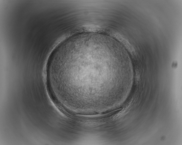 X0000097990630200803241342
