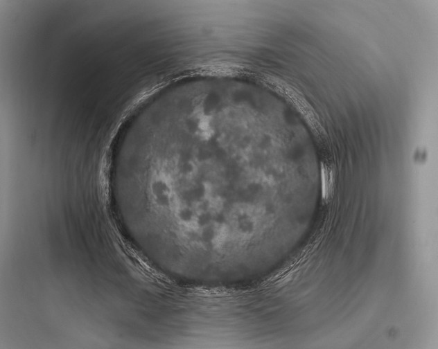 X0000097990675200803241342