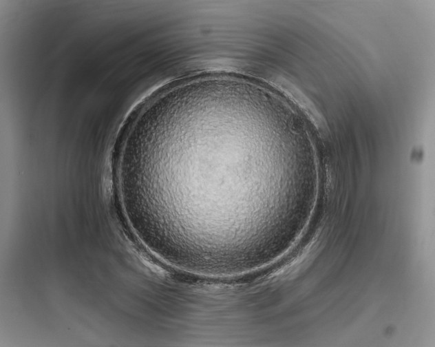 X0000097990782200803241340