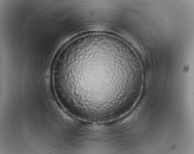 X0000097990831200803241339