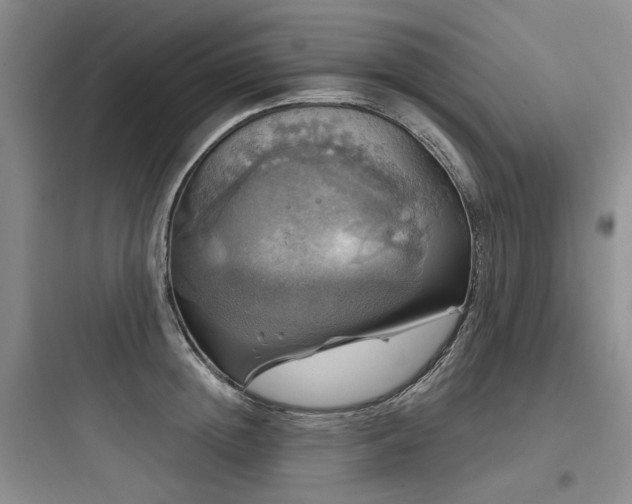X0000097990852200803241340