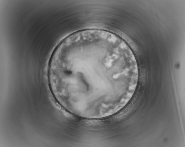 X0000097990856200803241340