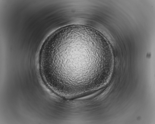 X0000097990939200803241338