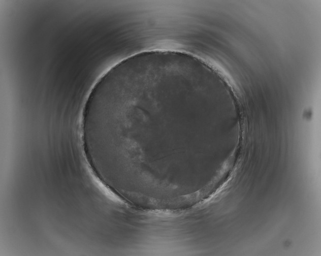 X0000097990990200803241337