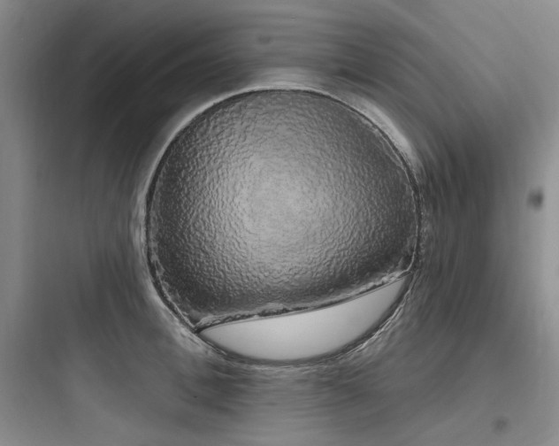 X0000097990996200803241337