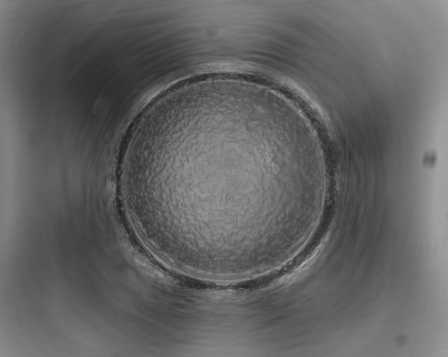 X0000097991025200803241337