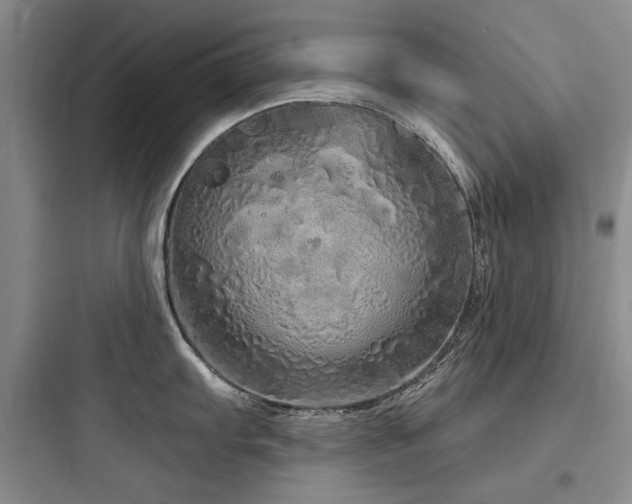 X0000097991103200803241336