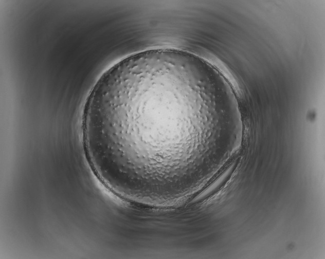 X0000097991143200803241336