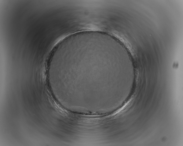 X0000097991163200803241335
