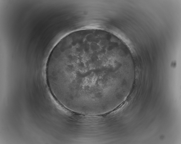 X0000097991423200803241331
