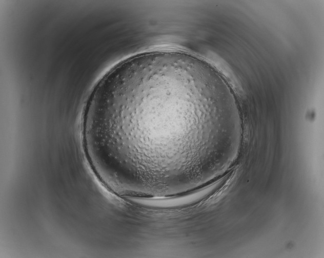 X0000097991430200803241331