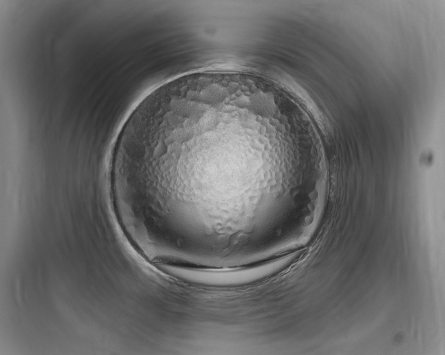 X0000097991483200803241330