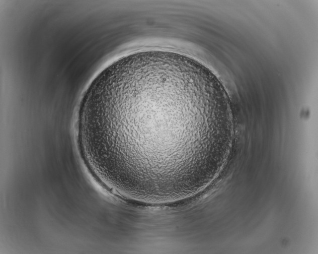 X0000097991523200803241330
