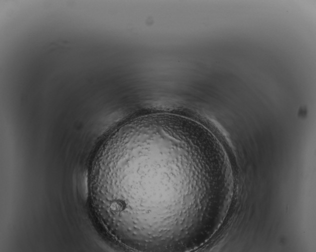 X0000097990020200804011819