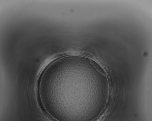X0000097990103200804011818