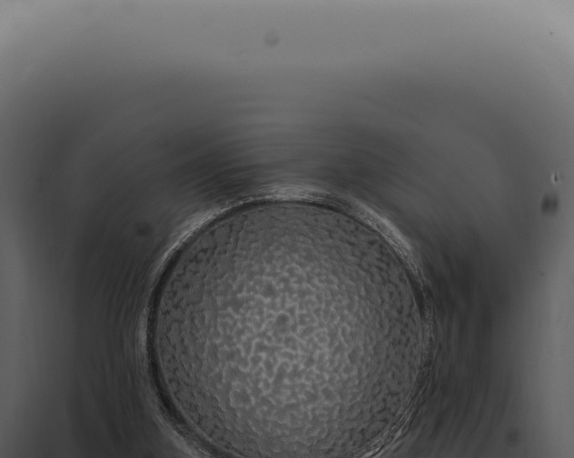 X0000097990155200804011817