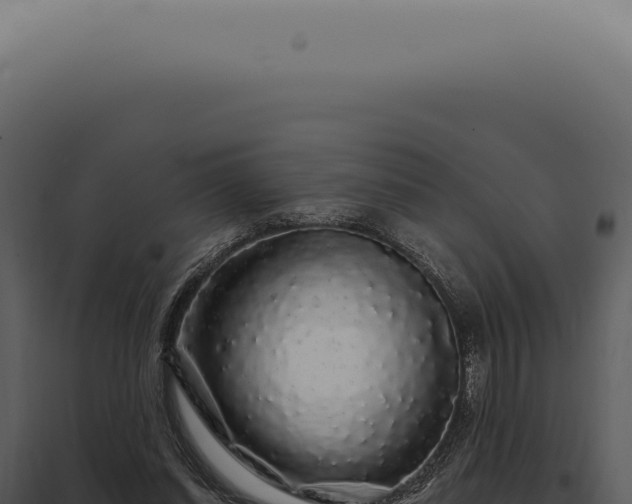 X0000097990254200804011815