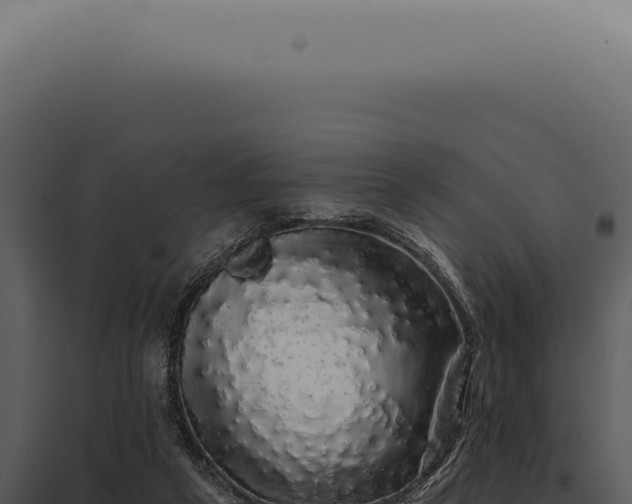 X0000097990257200804011815