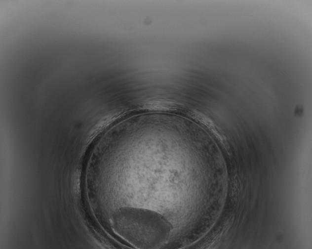 X0000097990299200804011815