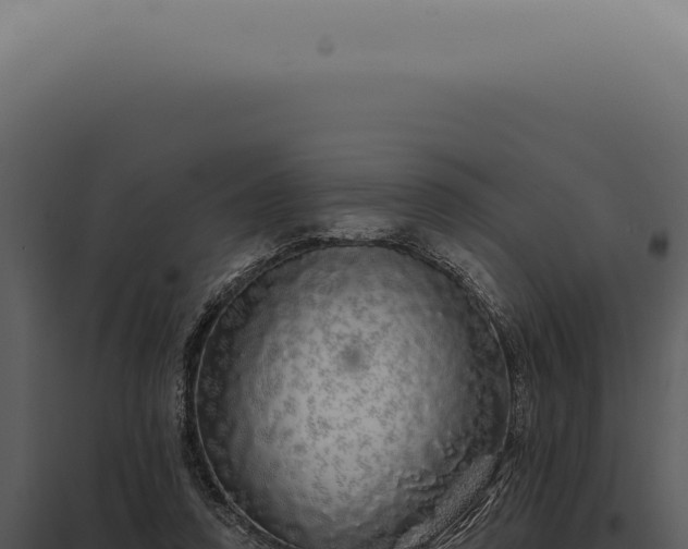 X0000097990354200804011814