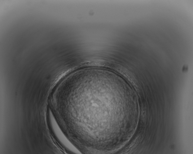 X0000097990434200804011812