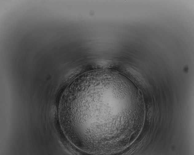 X0000097990459200804011812