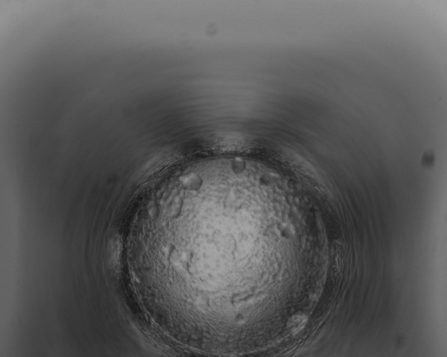 X0000097990550200804011811
