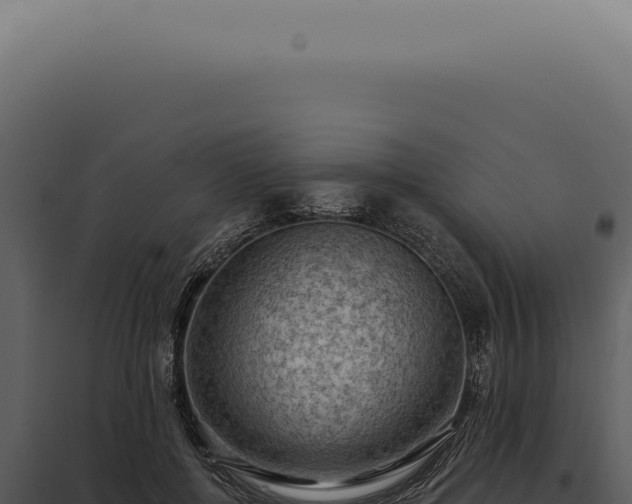 X0000097990552200804011811