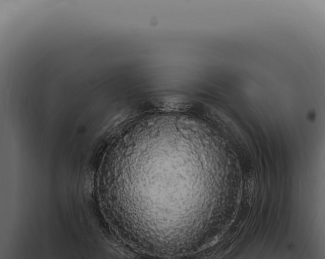 X0000097990554200804011811