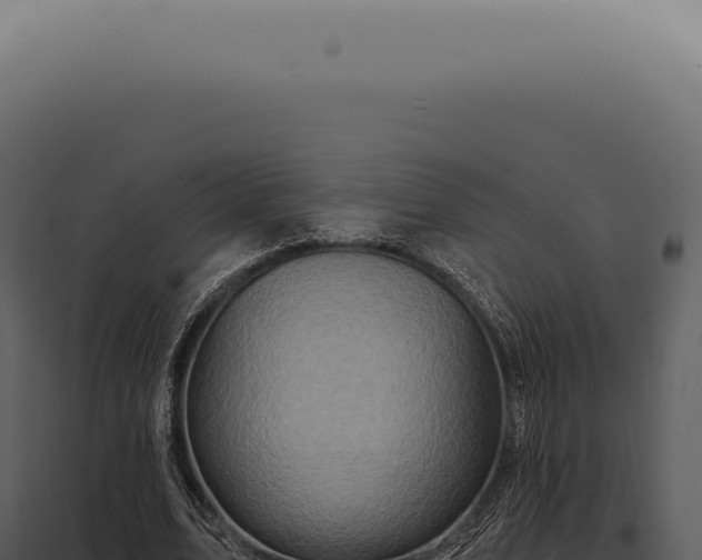 X0000097990583200804011810