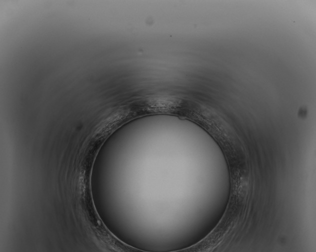 X0000097990599200804011810