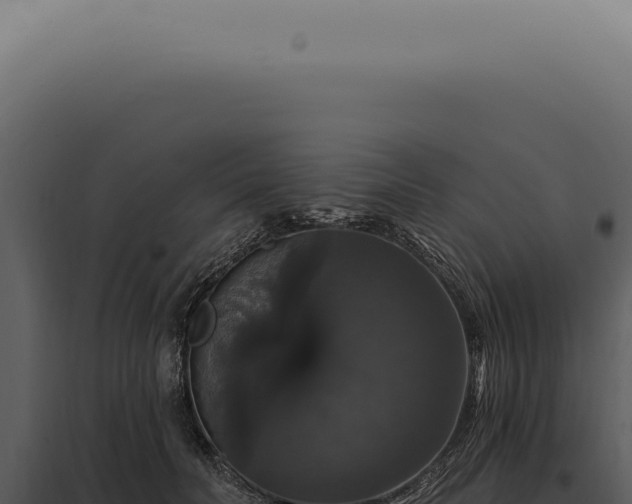 X0000097990606200804011810