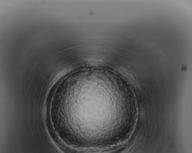X0000097990630200804011809