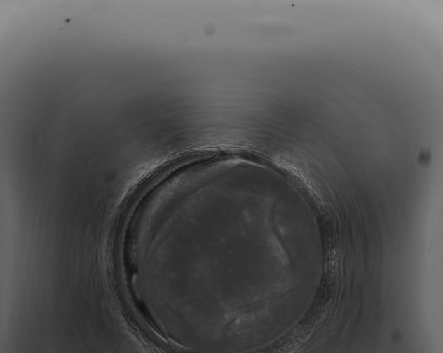 X0000097990688200804011809