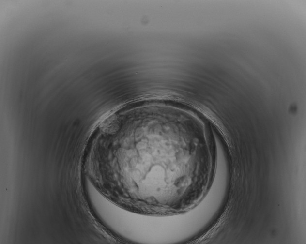 X0000097990834200804011807