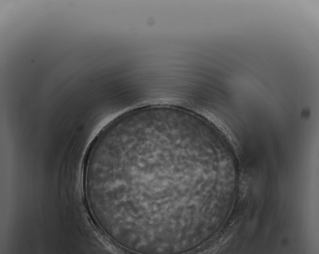 X0000097990886200804011806
