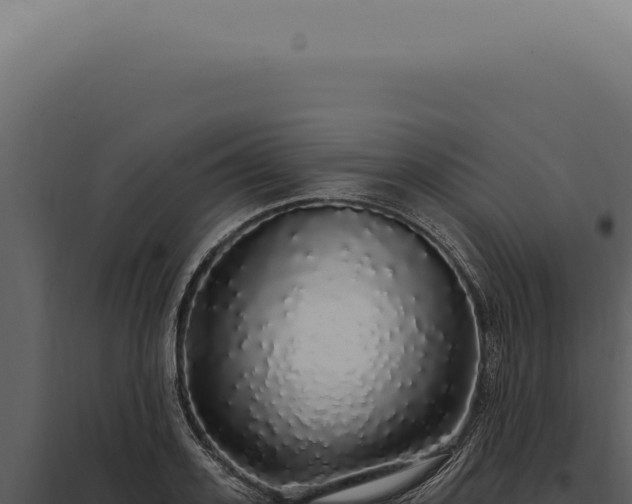 X0000097990939200804011805