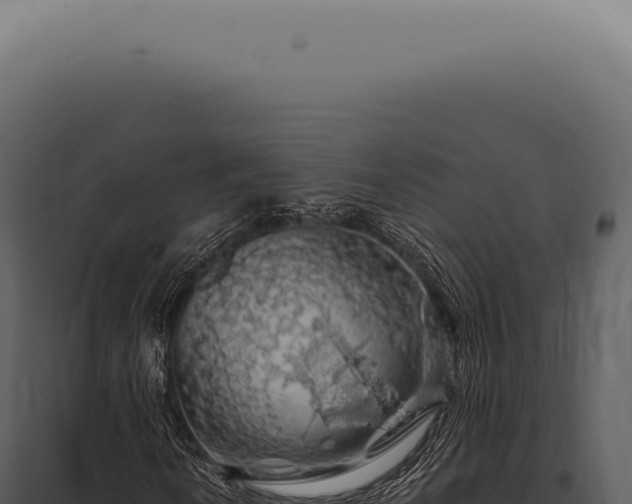 X0000097991010200804011803
