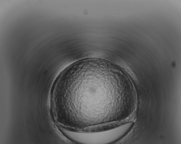X0000097991036200804011804
