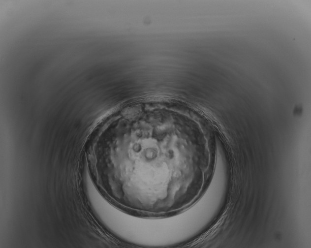 X0000097991210200804011800