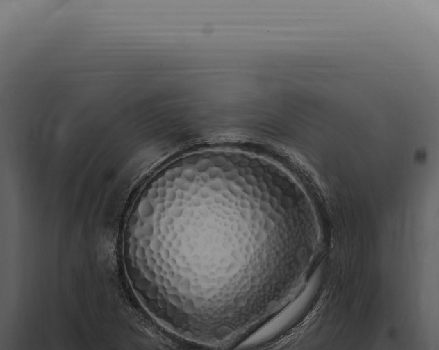 X0000097991217200804011801