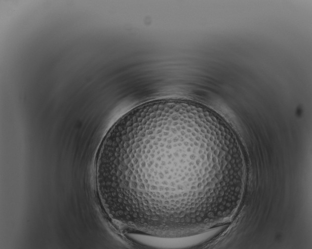 X0000097991242200804011801