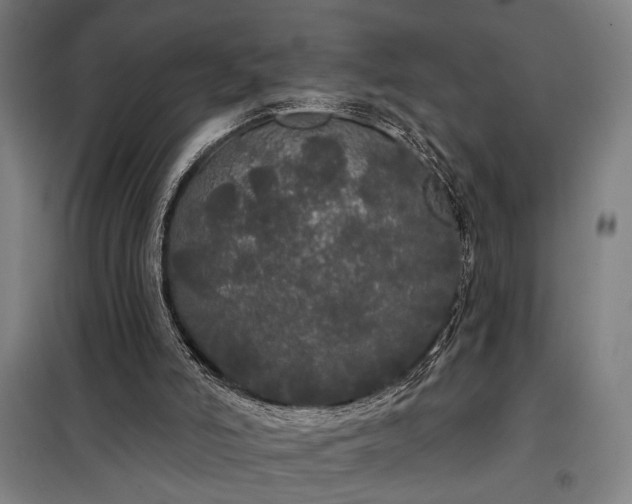 X0000097990006200804021019