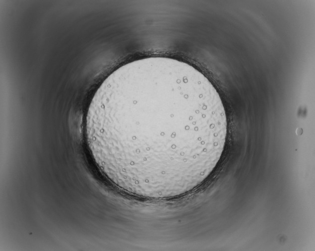 X0000097990024200804021019