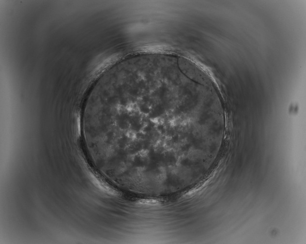 X0000097990061200804021018